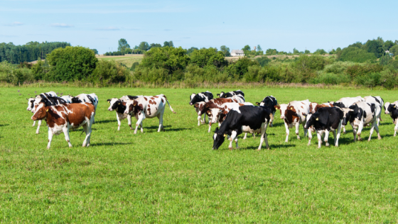 cows in a pasture