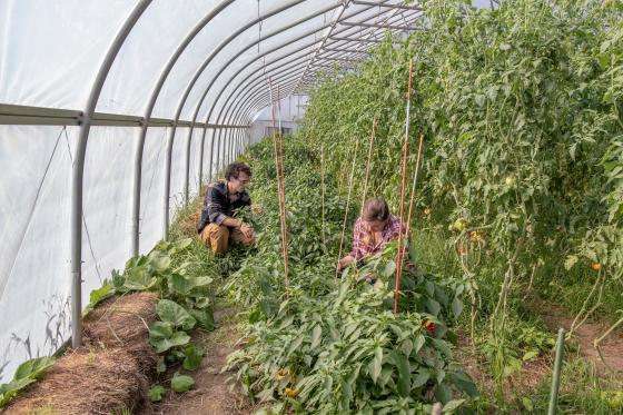 Trencher's Farmhouse Greenhouse. Photo by Erica Houskeeper.