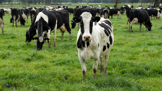 Holstein cows grazing on pasture