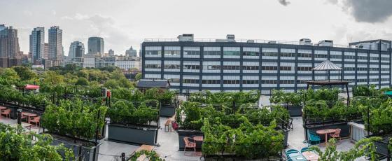 rooftop garden in an urban area